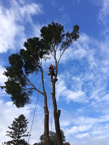 Tree Climb | Tree Removal Sydney | SCMTS