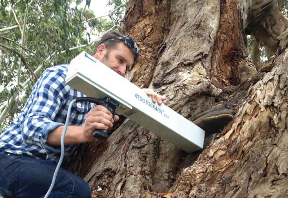 resistrograph is working|tree removal sydney| scmts