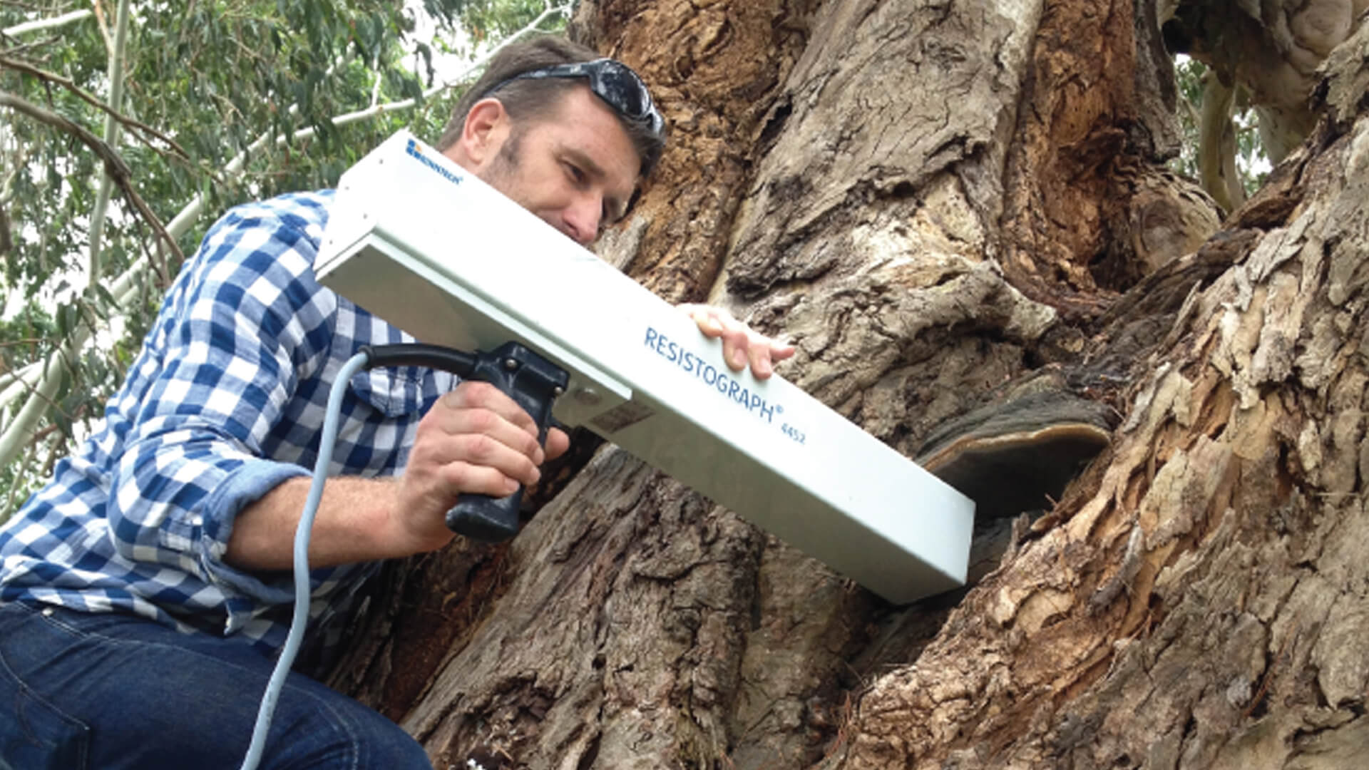 arborist-report-service-sydney-tree-inspection-cmts-arbor-works