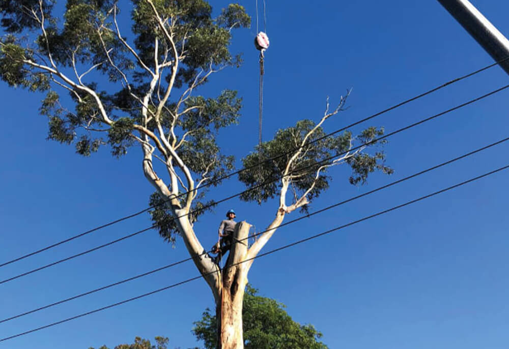 tree thinning purnning | tree removal sydney | scmts