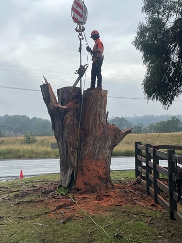 Tree Trimming Services |Tree removal Sydney|SCMTS