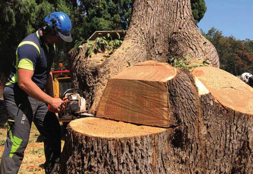 tree lopping|tree removal sydney| scmts