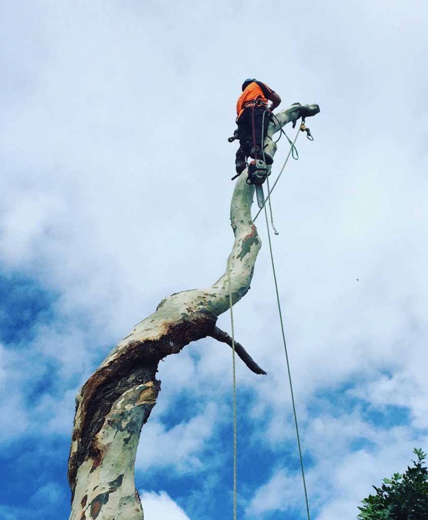 man on top of the tree with chain saw | tree removal sydney | scmts