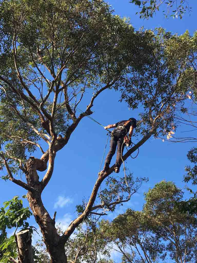 thinning & prunning services|tree removal Sydney|scmts