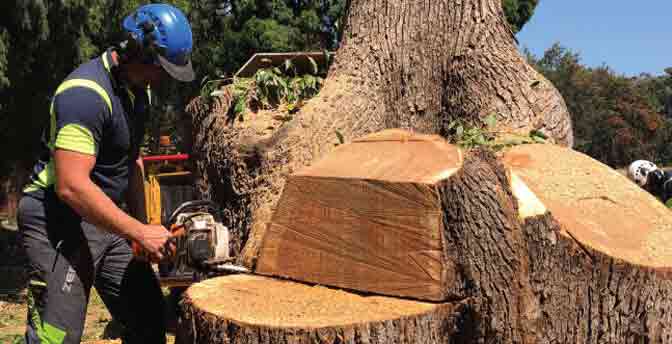 tree cutting services|tree removal Sydney|scmts