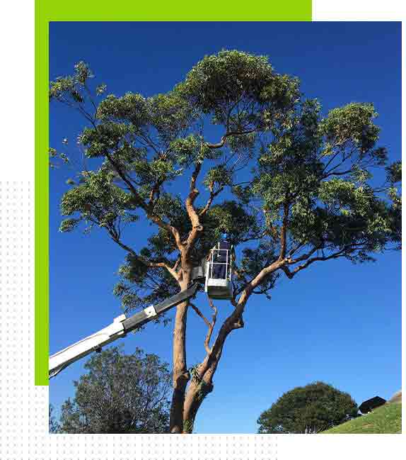 tree maintenance service|tree removal Sydney|scmts