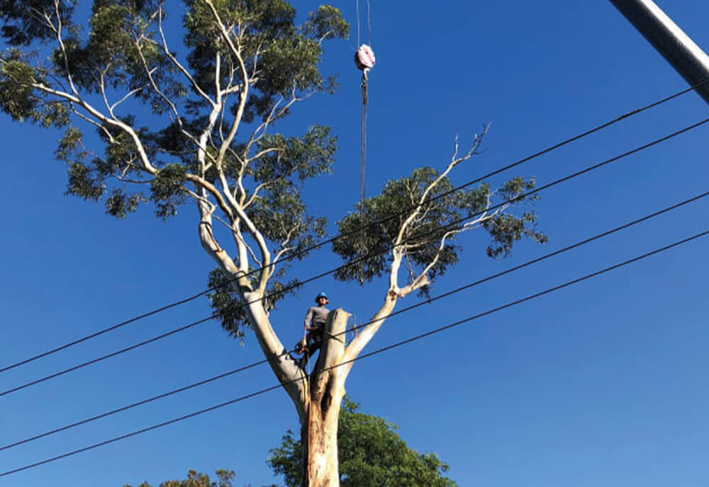 tree removal & services|tree removal Sydney|scmts