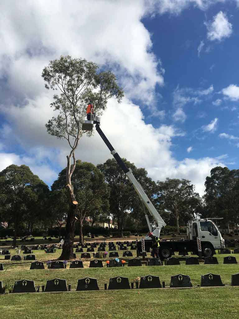 tree trimming|tree removal Sydney|scmts