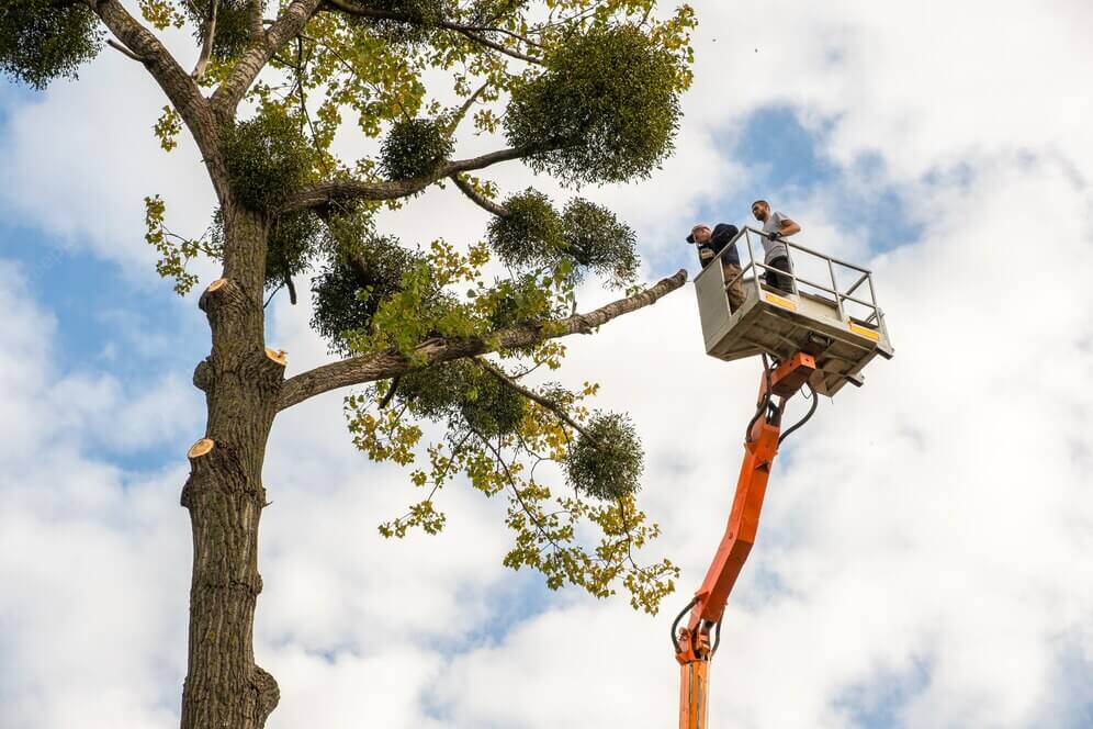Best Tree Removal Service Balmain