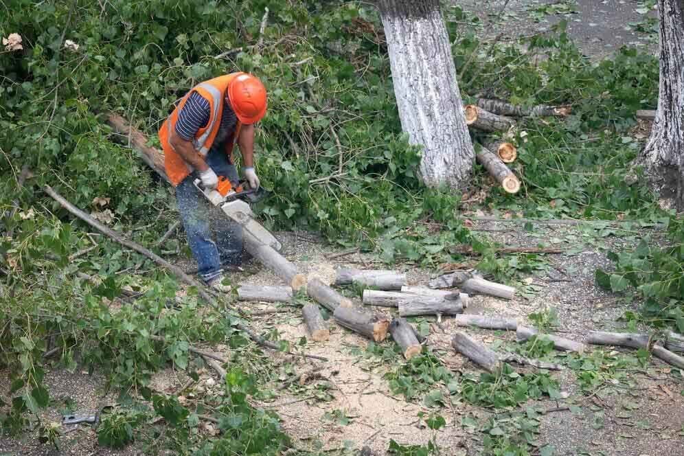 Best Tree Removal Service Enmore