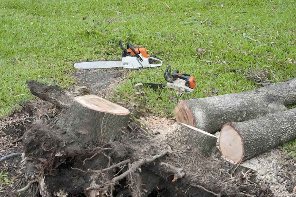 Best Tree Removal Service Newtown