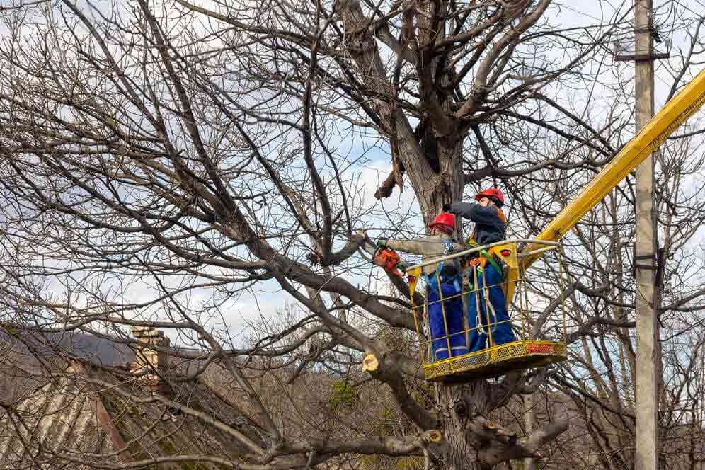 alexandria removal service |tree removal sydney| scmts