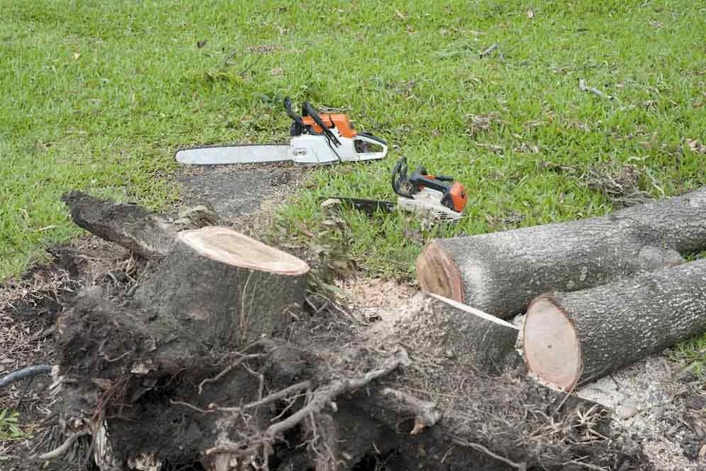 newton tree removal services | tree removal sydney | scmts