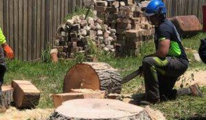 cut wood slice with chainsaw | tree removal sydney | scmts